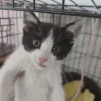 Adopta a Pompón