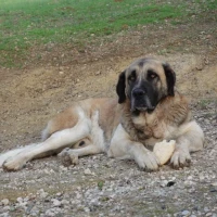 Adopta a Tobby