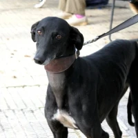 Adopta a Tina