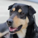 Adopta a Kiro