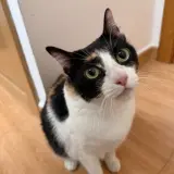 Adopta a Missy
