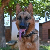 Adopta a Aslan