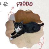 Adopta a Frodo