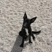 Adopta a Flash