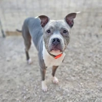 Adopta a Jack