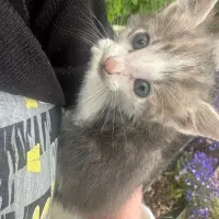 Adopta a Zeus