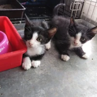 Adopta a Shiro y Siria