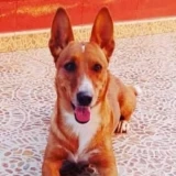 Adopta a Gordon