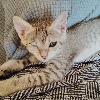 Lila