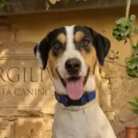 Adopta a Virgil