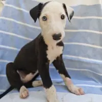 Adopta a Tula