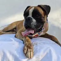 Adopta a Max