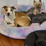 Adopta a Alma