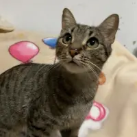 Adopta a Olivia