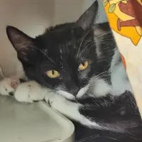 Adopta a Etra