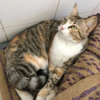 Adopta a Sureña