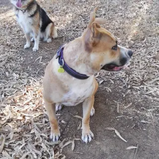 Tara