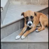 Adopta a Toy