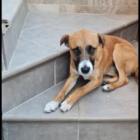 Adopta a Toy