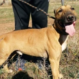 Adopta a Tyson