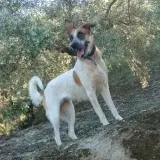 Adopta a Dana