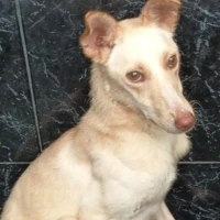 Adopta a Víctor En Adopción, Tlf 645978718