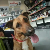 Adopta a Canela