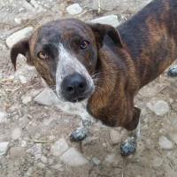 Adopta a Tigresa