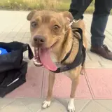 Adopta a Roy