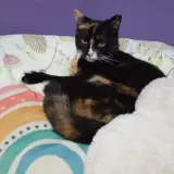 Adopta a Tigresita