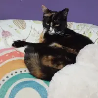 Adopta a Tigresita