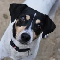 Adopta a Tuba