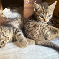 Adopta a Gatitos Bebés
