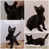 Adopta a Sasuke