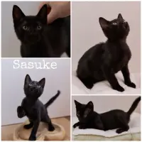Adopta a Sasuke