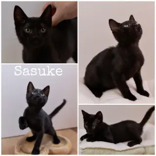 Sasuke