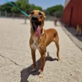 Adopta a Potter