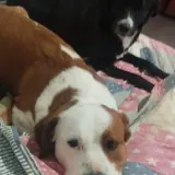 Adopta a Haru I Litai