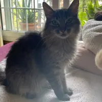 Adopta a De Rivia