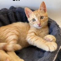 Adopta a Ori