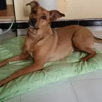 Adopta a Canela
