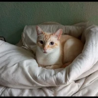 Adopta a Blanquito Mo