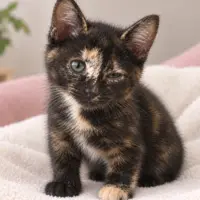 Adopta a Chispitas