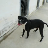 Adopta a Yanko