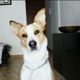 Adopta a Dakota