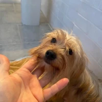 Adopta a Dulce Y Leti