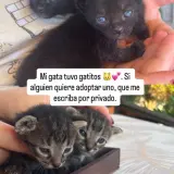 Adopta a Sin Nombre.