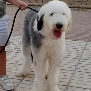 Maya