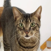 Adopta a Fergus