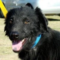 Adopta a André